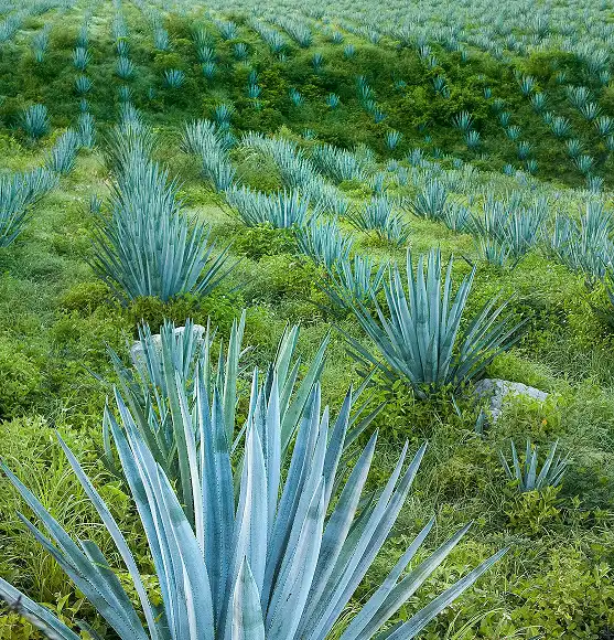 polje plave agave