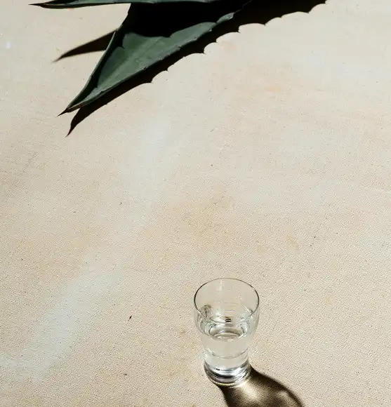 čaša tekile na svijetloj pozadini i ukrasni list agave u kutu