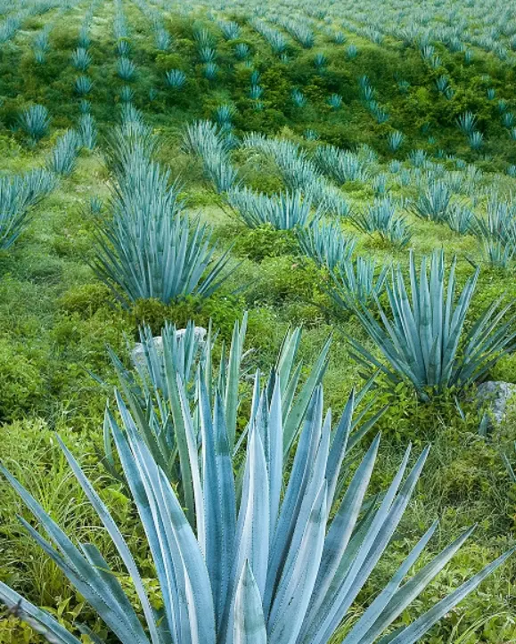 polje plave agave